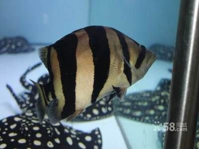 泰國虎為啥這么貴：為什么泰國虎魚的價格那么貴？ 泰國虎為啥這么貴：為什么泰國虎魚的價格那么貴？ 虎魚百科 第2張