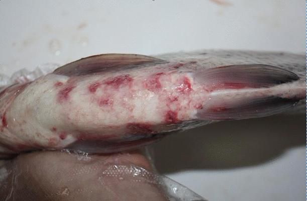 漢中魚缸哪里買的有假的啊圖片（漢中魚缸哪里買的有假的啊圖片大全）