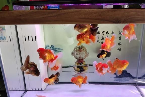 24小時免費魚獸醫(yī)在線咨詢，守護您的愛魚健康