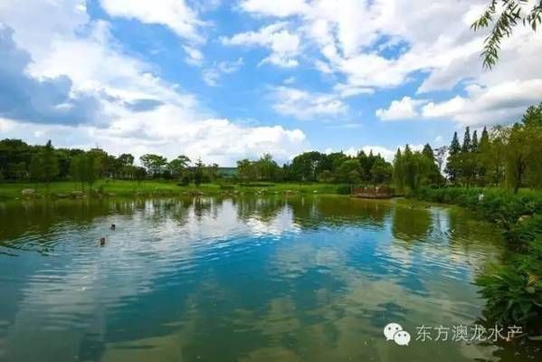 蘇虎苗高溫下水質(zhì)管理方法，蘇虎苗養(yǎng)殖池塘設(shè)計(jì)要點(diǎn)高溫下蘇虎苗疾病預(yù)防方法
