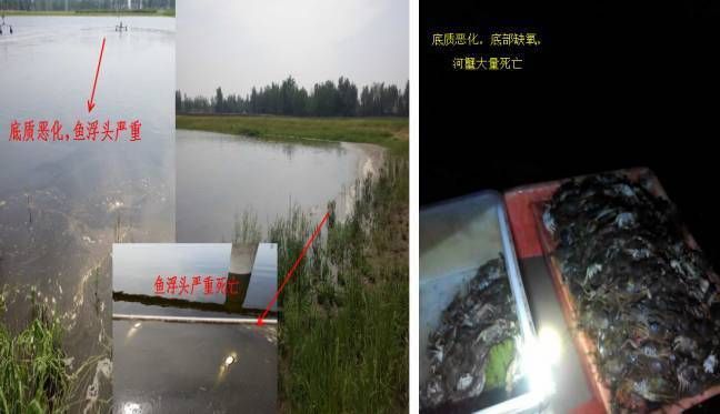 蘇虎苗高溫下水質(zhì)管理方法，蘇虎苗養(yǎng)殖池塘設(shè)計(jì)要點(diǎn)高溫下蘇虎苗疾病預(yù)防方法