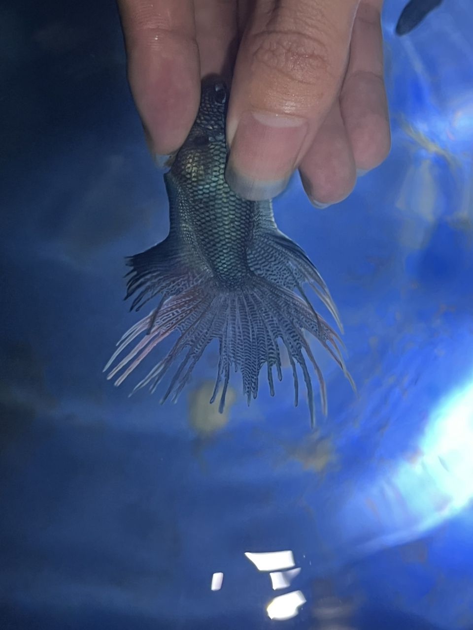 給你們看看我的斗魚，多骨無紋藍(lán)基因