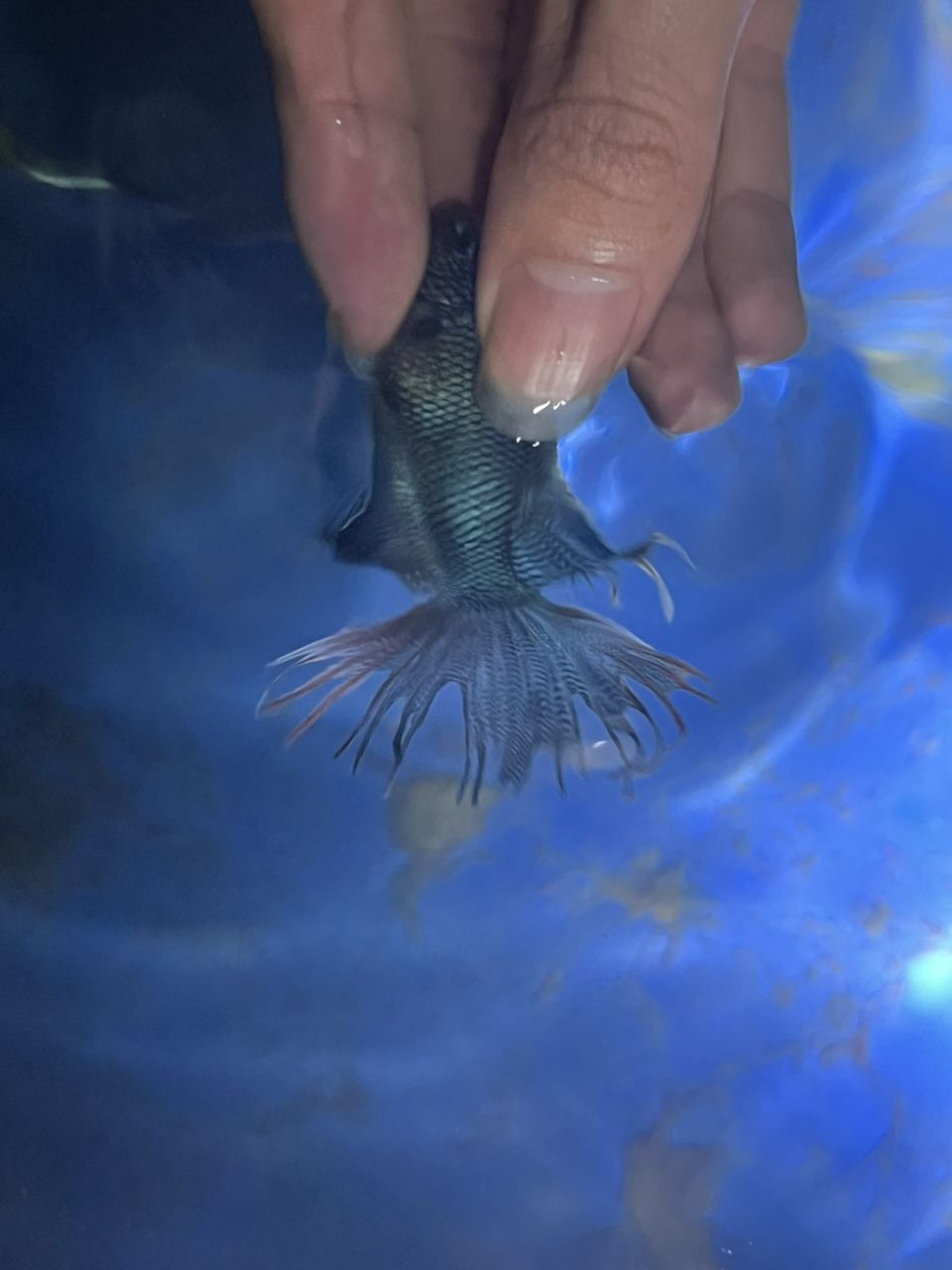 給你們看看我的斗魚，多骨無紋藍(lán)基因