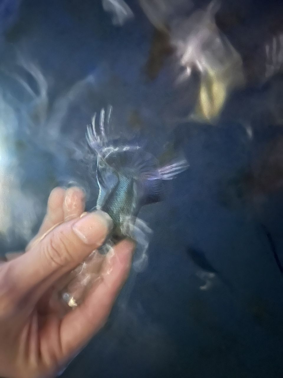 給你們看看我的斗魚，多骨無紋藍(lán)基因