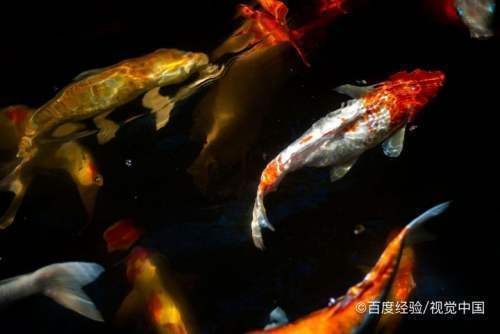 怎么分辨是不是錦鯉（分辨錦鯉需綜合觀察體型、顏色、花紋、胡須等特征） 怎么分辨是不是錦鯉（分辨錦鯉需綜合觀察體型、顏色、花紋、胡須等特征） 蝴蝶鯉百科 第2張