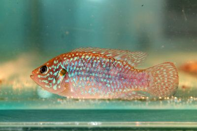 紅頭麗體魚（紅頭麗體魚的基本知識(shí)）