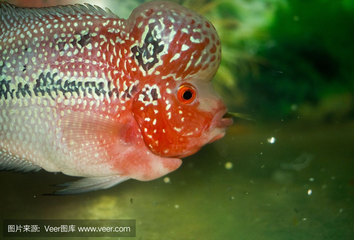 紅頭麗體魚（紅頭麗體魚的基本知識(shí)）