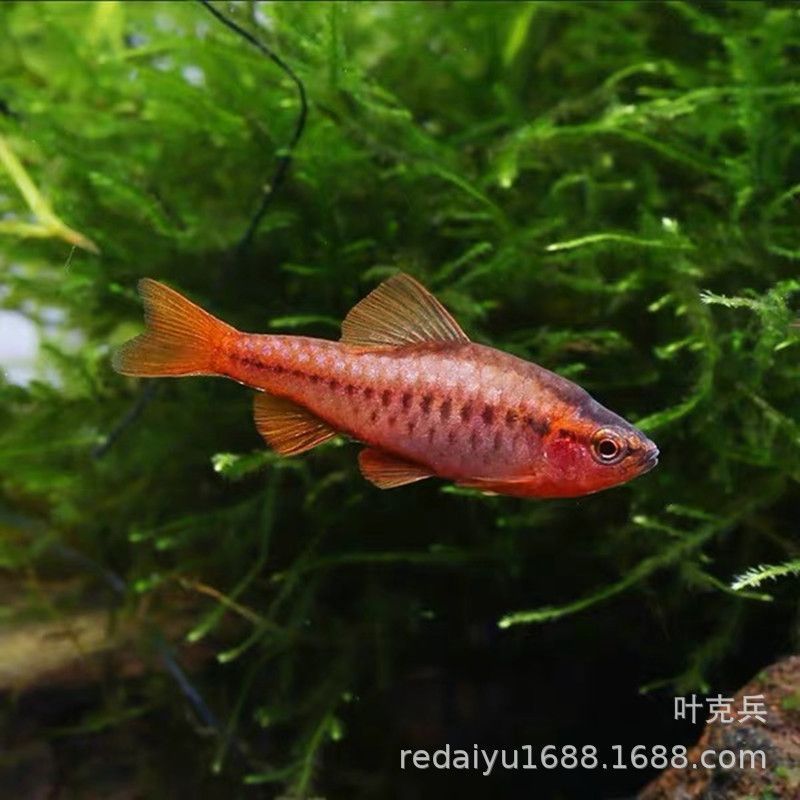 觀賞魚漂亮寶貝(漂亮寶貝鳉魚的家庭繁殖指南) 帝龍漁業(yè) 第1張 觀賞魚漂亮寶貝(漂亮寶貝鳉魚的家庭繁殖指南) 觀賞魚漂亮寶貝(漂亮寶貝鳉魚的家庭繁殖指南) 帝龍漁業(yè) 第1張