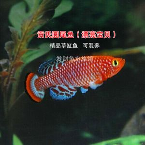 觀賞魚漂亮寶貝(漂亮寶貝鳉魚的家庭繁殖指南) 帝龍漁業(yè) 第4張 觀賞魚漂亮寶貝(漂亮寶貝鳉魚的家庭繁殖指南) 觀賞魚漂亮寶貝(漂亮寶貝鳉魚的家庭繁殖指南) 帝龍漁業(yè) 第4張