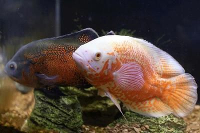 地圖魚能吃嗎（南美洲亞馬遜河流域地圖魚的飼養技巧地圖魚的飼養技巧） 地圖魚能吃嗎（南美洲亞馬遜河流域地圖魚的飼養技巧地圖魚的飼養技巧） 新加坡三巴旺 第3張