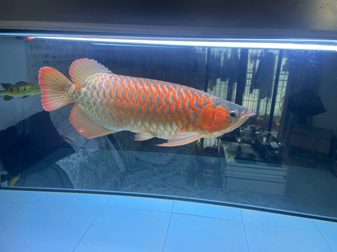 那個顏色的燈好看一點 那個顏色的燈好看一點 龍魚論壇 第1張