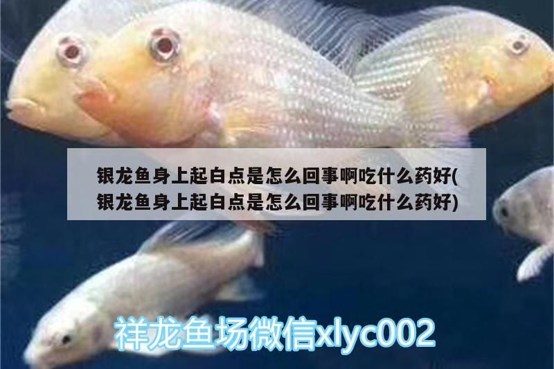 銀龍魚身上起白點是怎么回事啊吃什么藥好(銀龍魚身上起白點是怎么回事啊吃什么藥好) 銀龍魚身上起白點是怎么回事啊吃什么藥好(銀龍魚身上起白點是怎么回事啊吃什么藥好) 銀龍魚百科