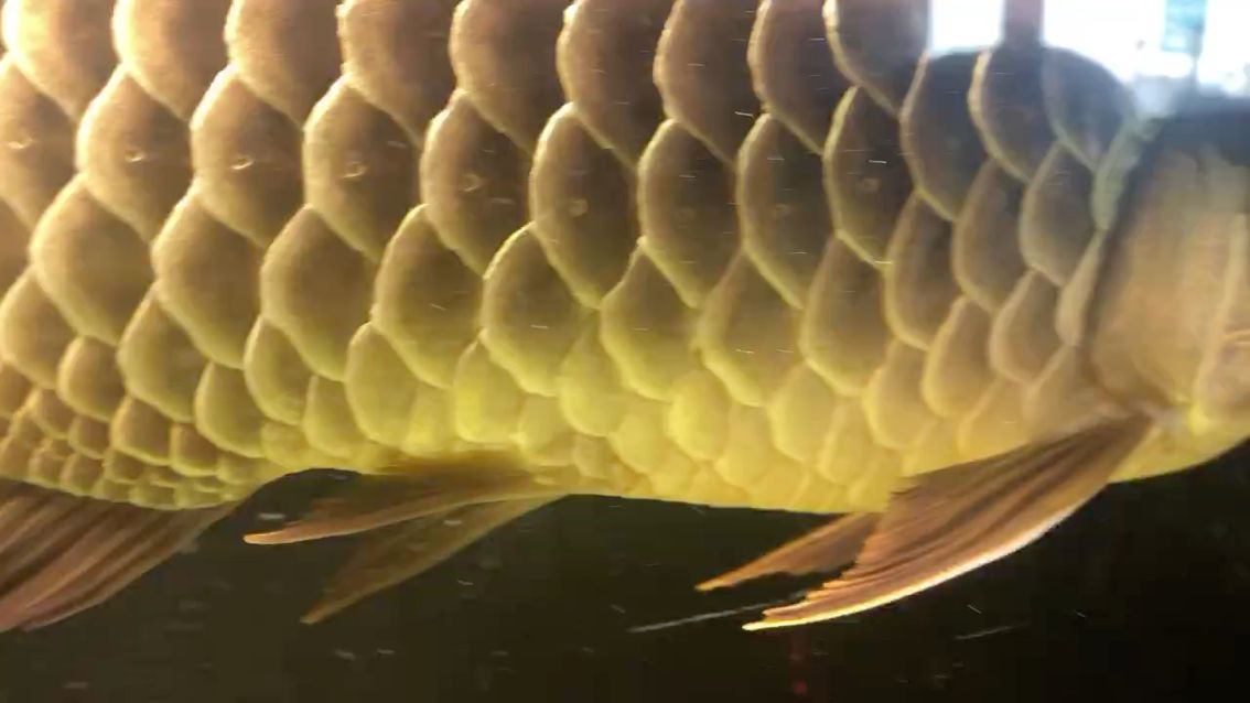 龍魚立鱗求助