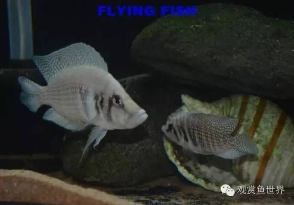 魚是如何形成的，從進化起源到現代多樣性的科學探索