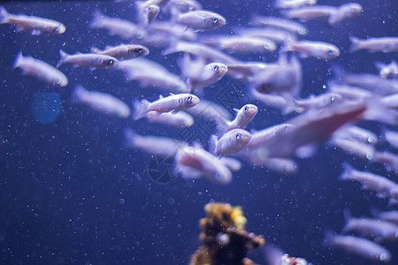 水族館里的小魚（世界上最吸引人的水族館小魚及其詳細介紹：小丑魚）