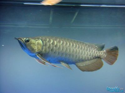 魚在中國文化中代表什么生肖？揭秘生肖與魚的深層聯(lián)系