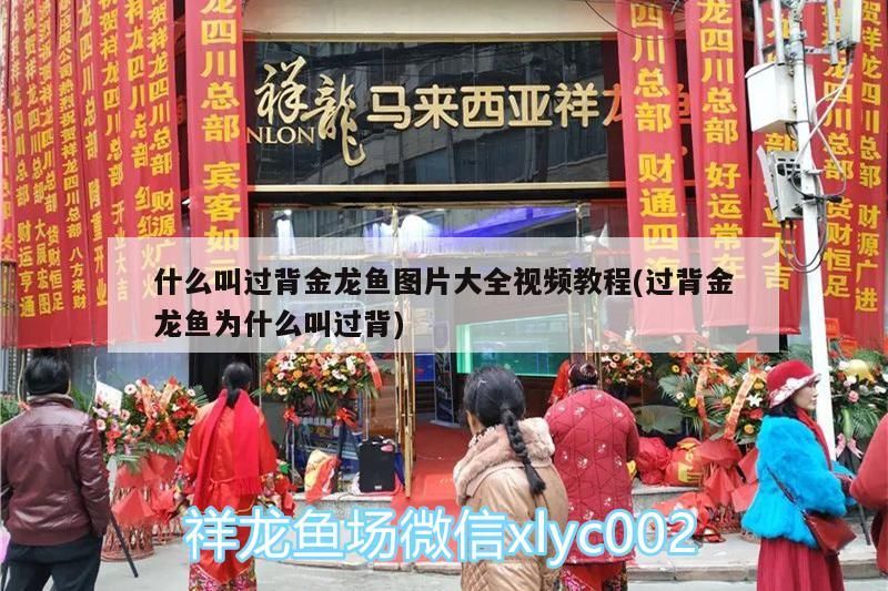 什么叫過背金龍魚圖片大全視頻教程(過背金龍魚為什么叫過背)