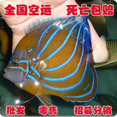 觀賞魚發(fā)空運(yùn)流程（空運(yùn)觀賞魚的安全標(biāo)準(zhǔn)）