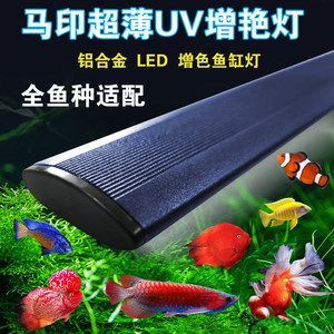 馬印超薄款led小神燈龍怎么樣：馬印超薄款led小神燈對龍的影響
