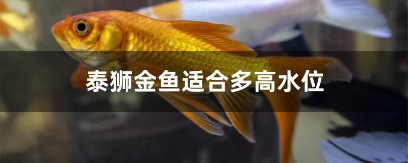 泰獅金魚適合多高水位 泰獅金魚適合多高水位 九鼎魚缸 第1張