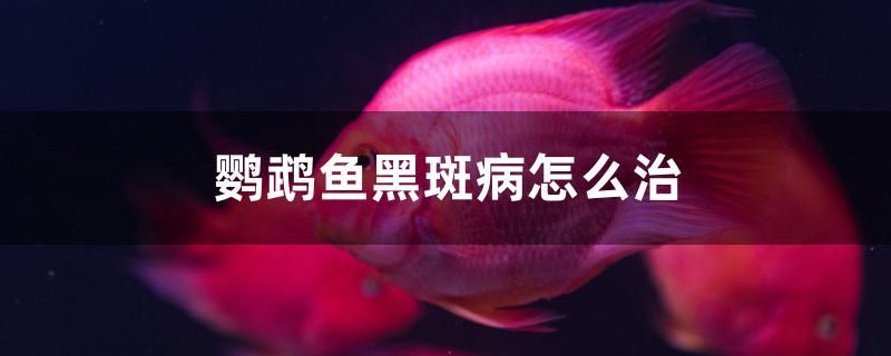 泰獅金魚適合多高水位 泰獅金魚適合多高水位 九鼎魚缸 第2張