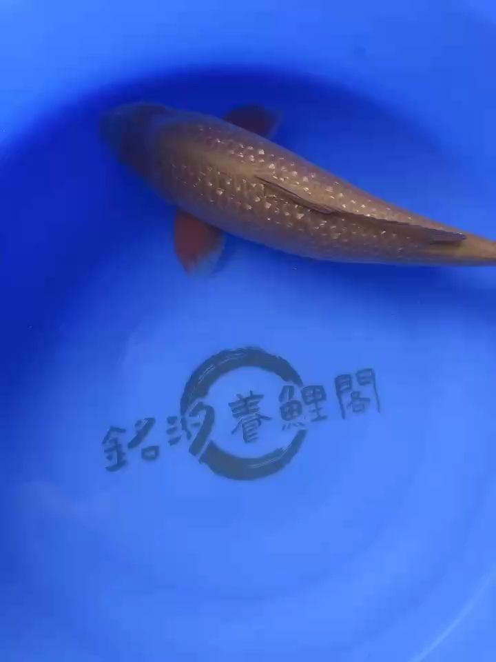 誠太郎茶鯉