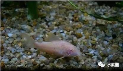 魚屎最好的處理方法，科學清理與環保利用指南 魚屎最好的處理方法，科學清理與環保利用指南 龍魚百科 第3張