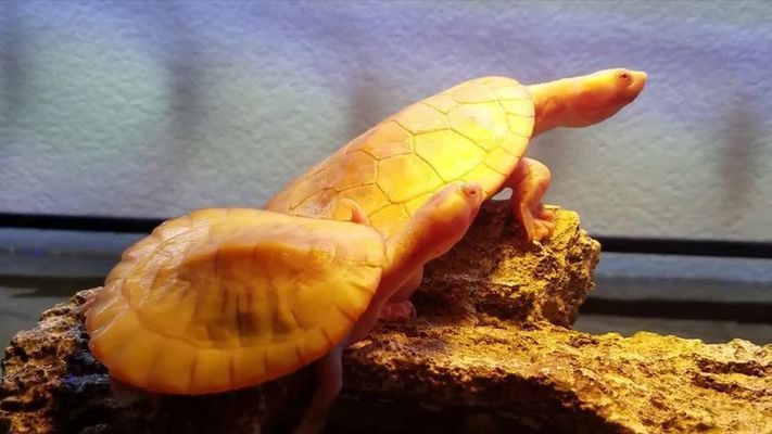 魚屎怎么自然消除？7種生態方法打造清澈魚缸