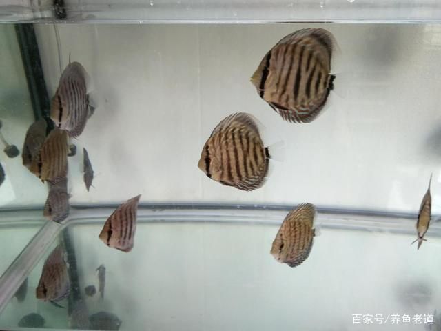 魚屎的克星第一名，揭秘高效清理魚缸廢物的終極解決方案
