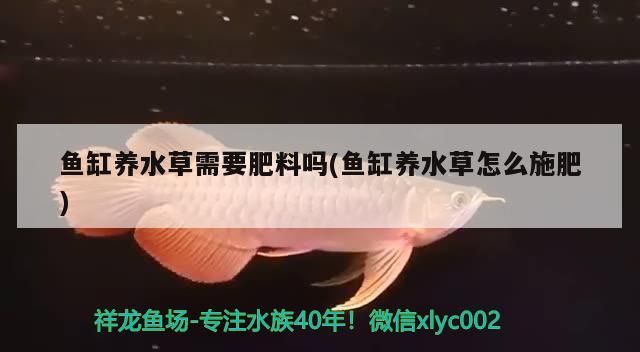 <strong><mark>赤峰</mark></strong>水族批發(fā)市場地址電話號是多少（<strong><mark>赤峰</mark></strong>水產(chǎn)批發(fā)市場在哪?）