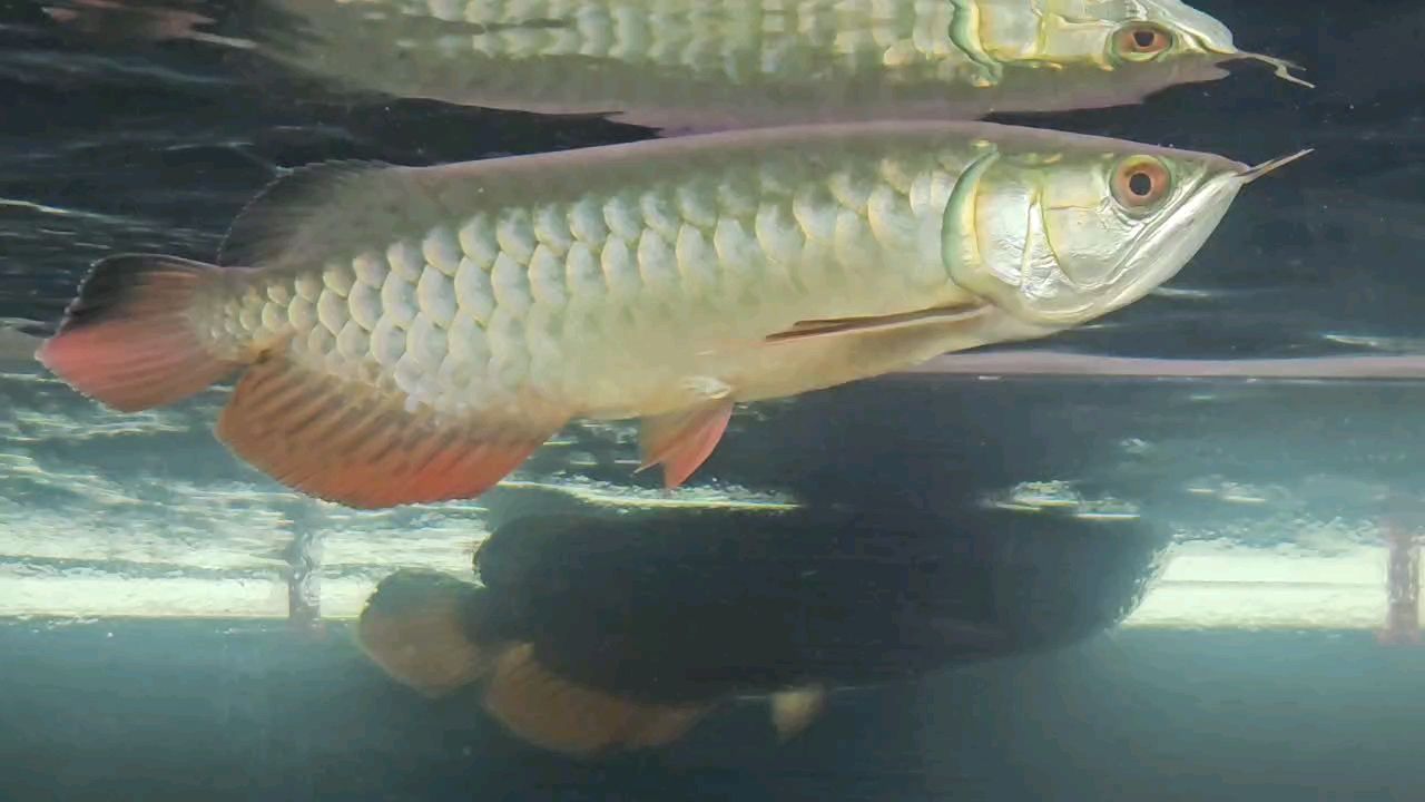 如何判斷龍魚嘴上的白色肉球是什么病？（如何判斷龍魚嘴上的白色肉球？）