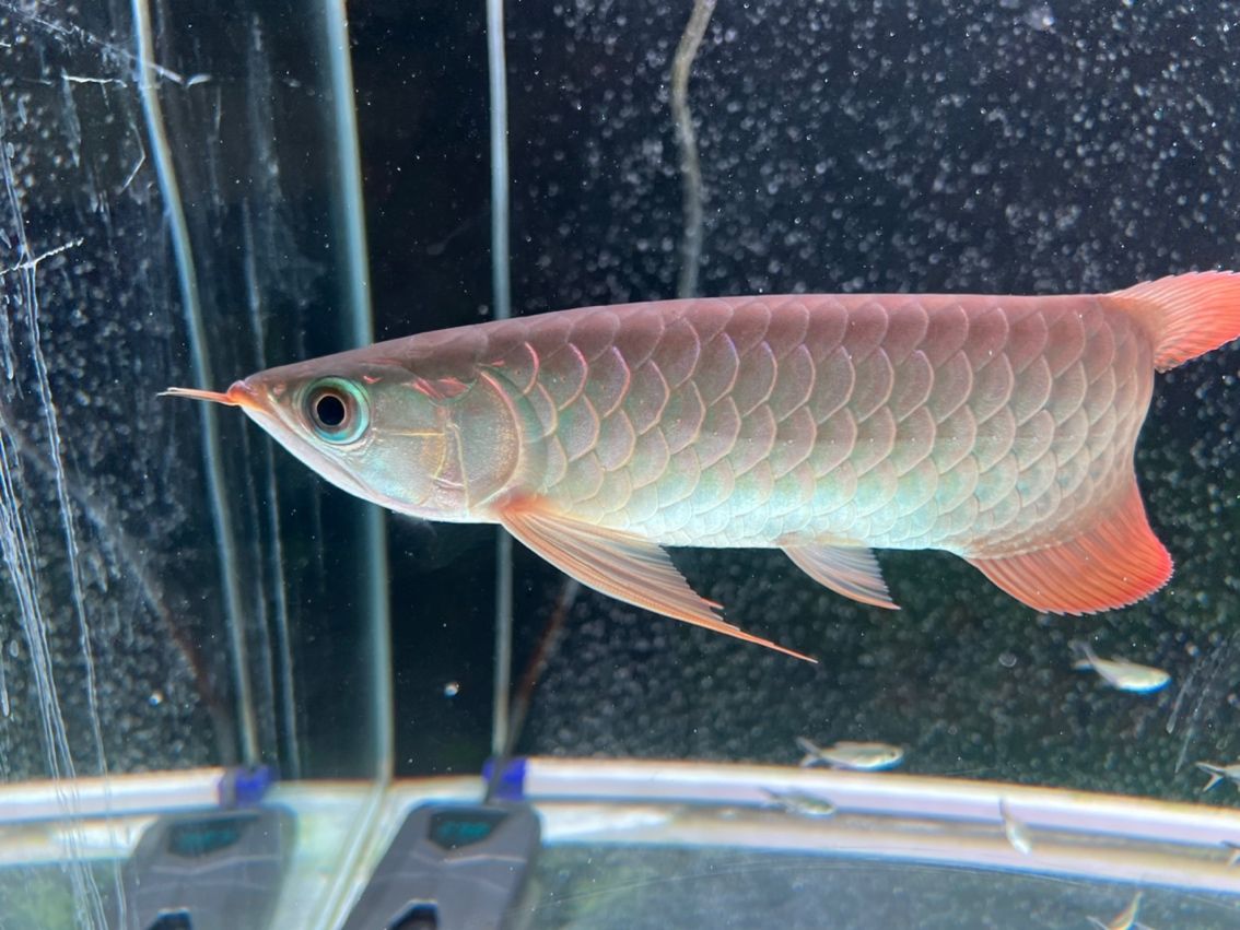 發色一個月 發色一個月 龍魚論壇 第4張