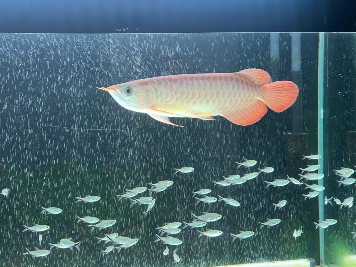 發色一個月 發色一個月 龍魚論壇 第5張