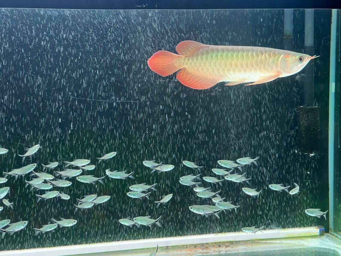 發色一個月 發色一個月 龍魚論壇 第6張