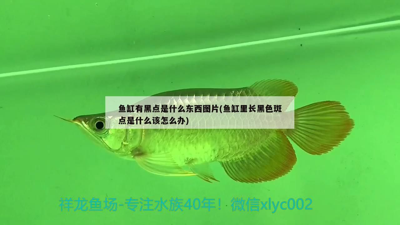 魚缸有黑點是什么東西圖片(魚缸里長黑色斑點是什么該怎么辦)