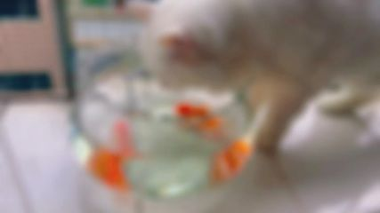 不適合混養的觀賞魚排名第1：招財貓魚（招財貓魚可以和什么魚混養？） 不適合混養的觀賞魚排名第1：招財貓魚（招財貓魚可以和什么魚混養？） yee 第4張