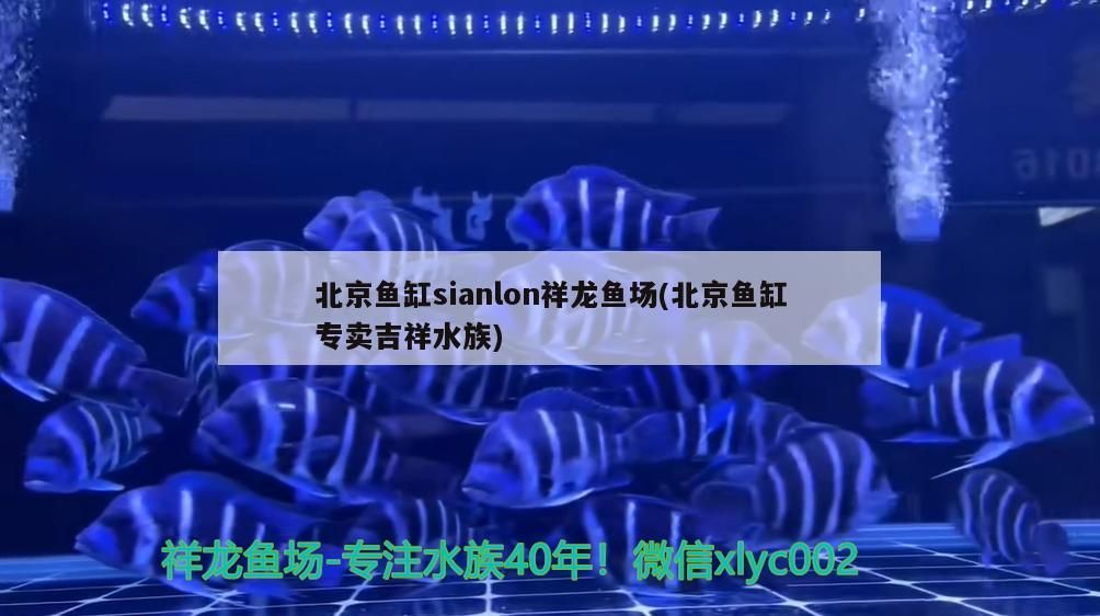北京魚缸sianlon祥龍魚場(北京魚缸專賣吉祥水族)