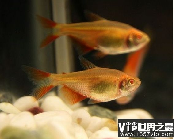 觀賞魚斗魚可以養幾條魚（斗魚的飼養技巧）