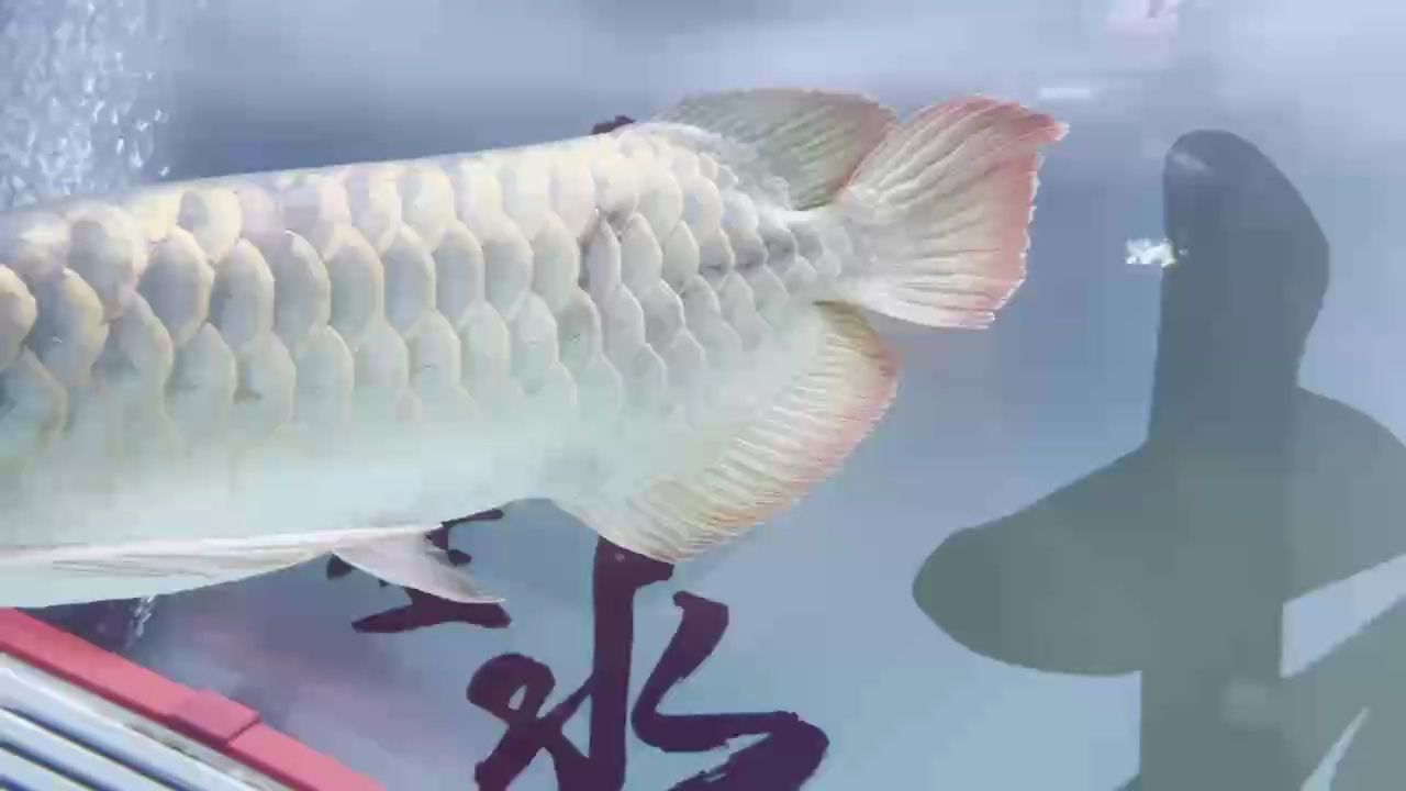 龍魚病證