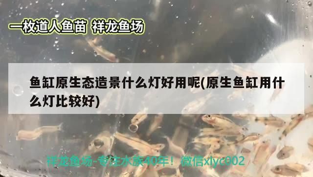 魚缸原生態(tài)造景什么燈好用呢(原生魚缸用什么燈比較好)