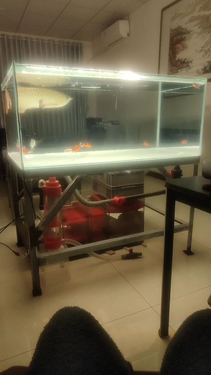 睡不著看看魚