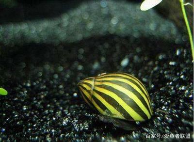 「魚生店起什么名字？創意命名指南與靈感大放送」