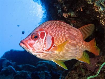 怎么看龍魚掉眼睛了：龍魚掉眼之探秘，緣由、影響與應對之策