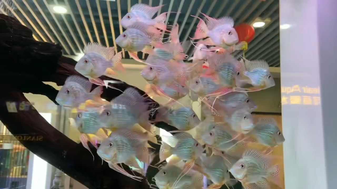 龍鳳呈祥[太陽]年底大促（進口元寶鳳凰魚）：太陽]年底大促（進口元寶鳳凰魚）年底大促（進口元寶鳳凰魚） 龍鳳呈祥[太陽]年底大促（進口元寶鳳凰魚）：太陽]年底大促（進口元寶鳳凰魚）年底大促（進口元寶鳳凰魚） 元寶鳳凰魚百科