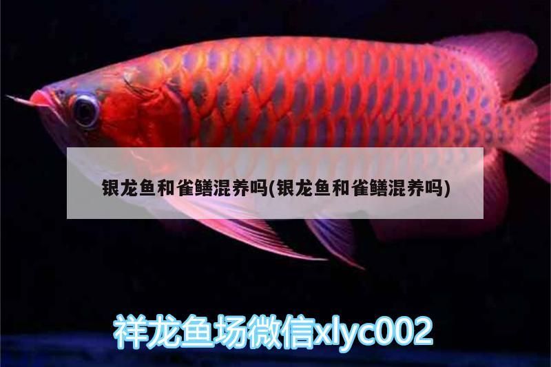 銀龍魚和雀鱔混養嗎(銀龍魚和雀鱔混養嗎) 銀龍魚和雀鱔混養嗎(銀龍魚和雀鱔混養嗎) 銀龍魚百科 第2張