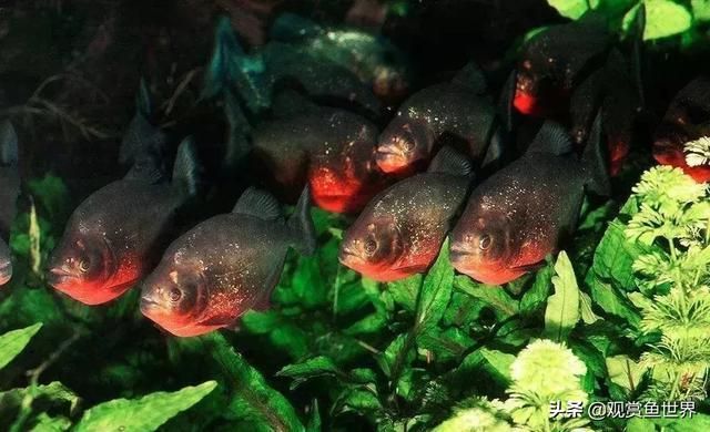 觀賞魚壽命最長的魚（觀賞魚中最長壽的魚是什么魚？） 觀賞魚壽命最長的魚（觀賞魚中最長壽的魚是什么魚？） 天王紅龍 第3張
