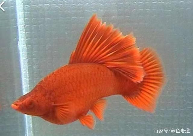 觀賞魚壽命最長的魚（觀賞魚中最長壽的魚是什么魚？） 觀賞魚壽命最長的魚（觀賞魚中最長壽的魚是什么魚？） 天王紅龍 第4張