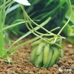 魚缸魚草養(yǎng)殖教程，水草照明設備選擇魚缸水草病害防治水草繁殖與更新方法