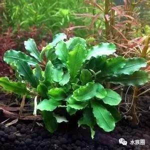 魚缸魚草養(yǎng)殖教程，水草照明設備選擇魚缸水草病害防治水草繁殖與更新方法
