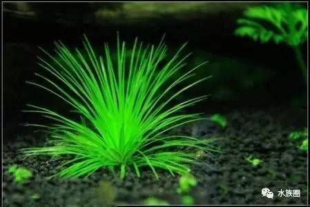 魚缸魚草養(yǎng)殖教程，水草照明設備選擇魚缸水草病害防治水草繁殖與更新方法
